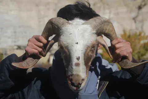 sheep 